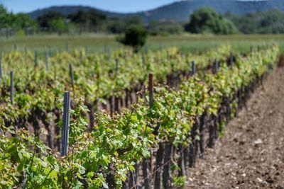 View of vineyard