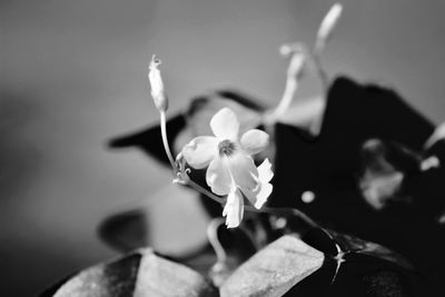 Close-up of white flowering plant