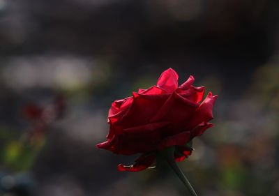 Close-up of red rose