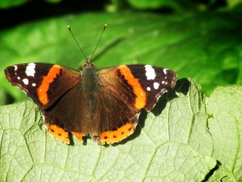 Close-up of butterfly on leaf