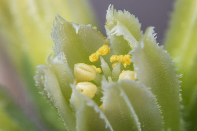 Close-up of fresh purple flower