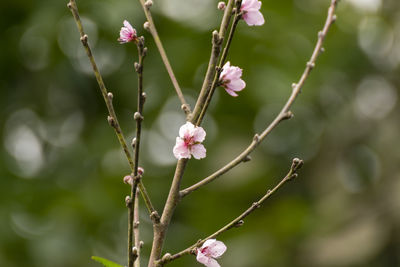 Close-up of pink cherry blossom on tree