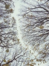 Low angle view of tree against sky