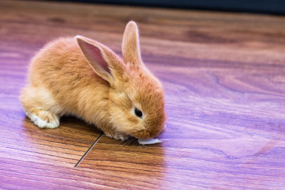 Close-up of a rabbit on hardwood floor