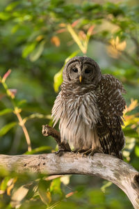 Close-up of owl perching on tree