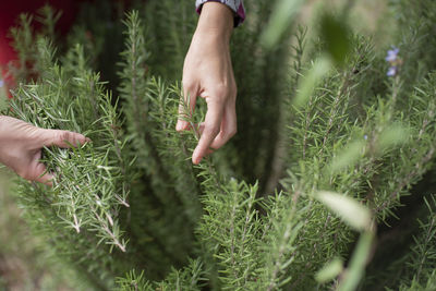 Midsection of man touching plants on field