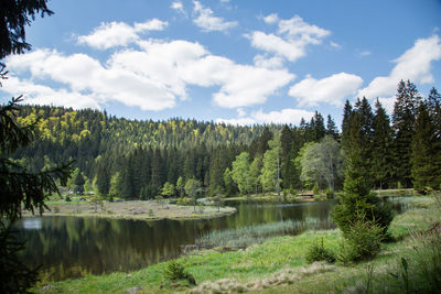 Scenic view of lake by trees in forest against sky