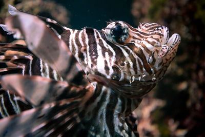 Close-up of zebra turkey fish swimming in sea