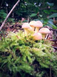 Close-up of mushrooms