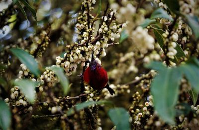 Close-up of berry fruits ontree