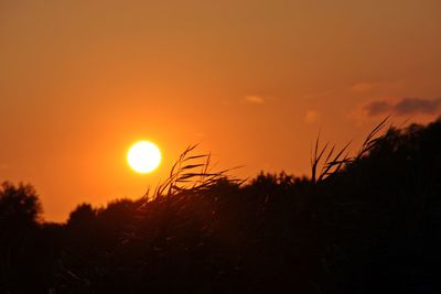 Silhouette trees against orange sky during sunset