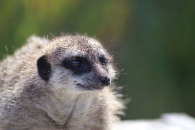 Close-up of an animal looking away