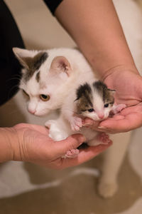 Midsection of person holding kitten
