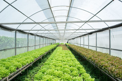 Walkway in greenhouse