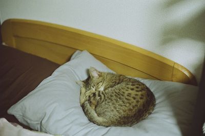 Cat sleeping on tiled floor