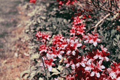 Close-up of pink flowers