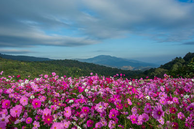 Pink flowering plants on land against sky