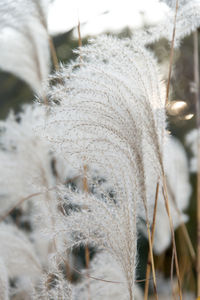 Close-up of leaf