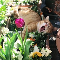 Close-up of a cat with flowers on plants