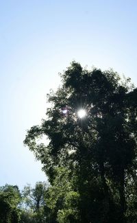 Low angle view of trees against clear sky