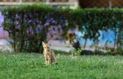 Portrait of a cat on field