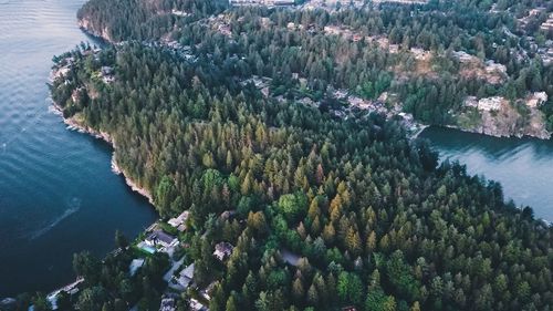 High angle view of trees in sea