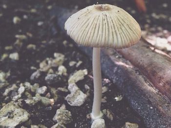 Close-up of fungus on tree trunk