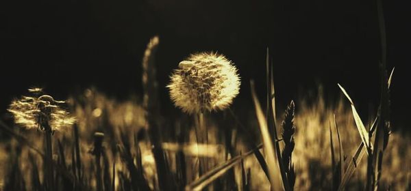 Close-up of dandelion in field