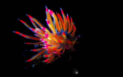 Close-up of multi colored underwater