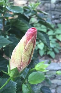 Close-up of leaf on plant