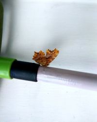 Close-up of autumn leaf