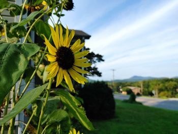 Close-up of yellow flowering plant against sky