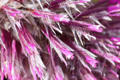 Full frame shot of purple flowering plant