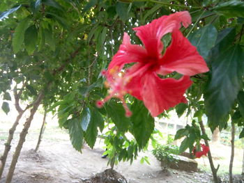 Close-up of red hibiscus on tree