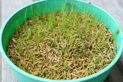 High angle view of rice in bowl