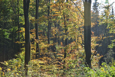 Trees in forest