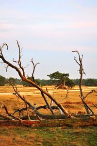 Bare tree on landscape against sky