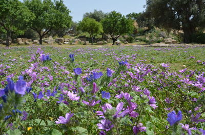 Purple flowering plants on field