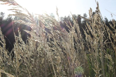 Plants growing on field