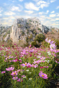 Close-up of pink flowering plants on field