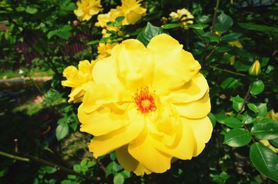 Close-up of yellow flowers blooming outdoors