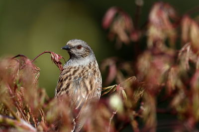 New zealand dunnock