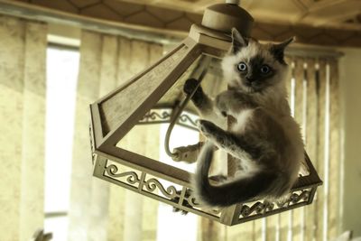 Portrait of cat on lighting equipment hanging from ceiling