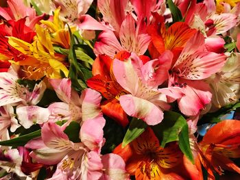 Full frame shot of pink flowering plants