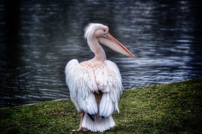 Close-up of swan on lake