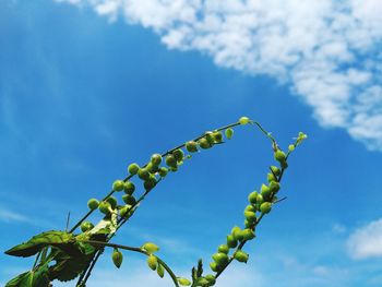 Low angle view of plant against blue sky