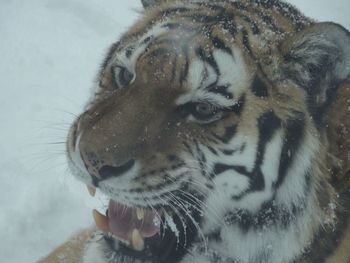 Close-up of tiger