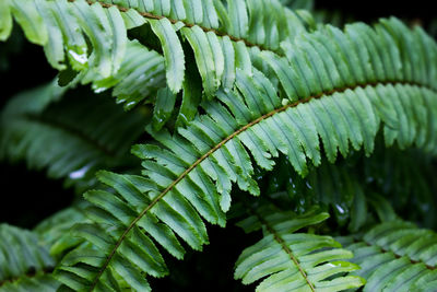 Close-up of fern leaves