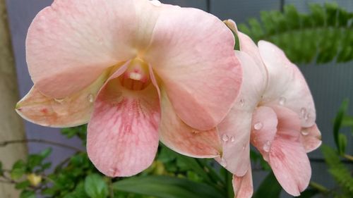Close-up of pink flower