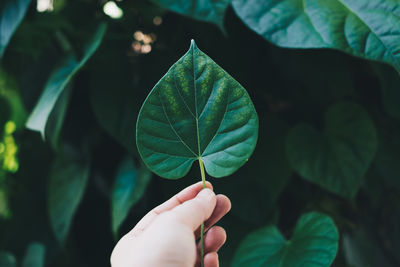 Cropped hand holding leaf